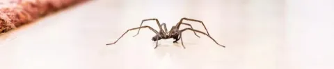 Araña de Rincón