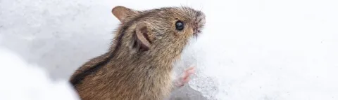 Hantavirus: medidas de prevención para una enfermedad de cuidado