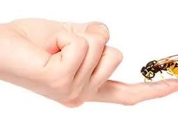 Picadura de insecto