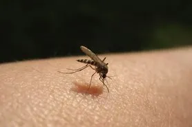 Picadura de insecto